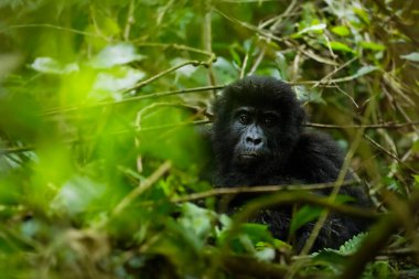 Bir dağ gorili portresi (Gorilla beringei beringei), Bwindi Engellenemez Orman Ulusal Parkı, Uganda.