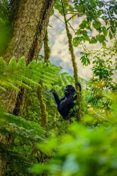 Young Mountain Gorilla Gorilla Beringei Beringei Bwindi Impenetrable Forest National — 图库照片