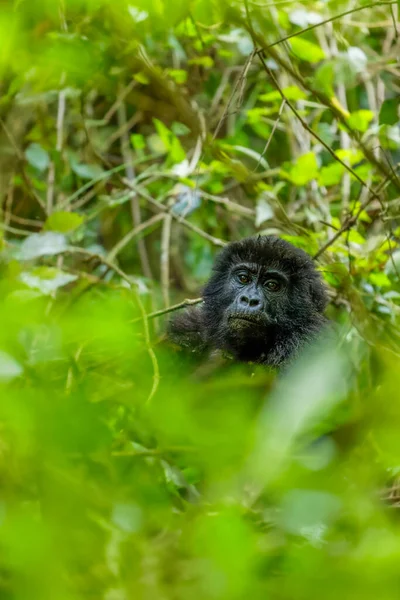 Retrato Gorila Montaña Gorilla Beringei Beringei Parque Nacional Bosque Impenetrable — Foto de Stock