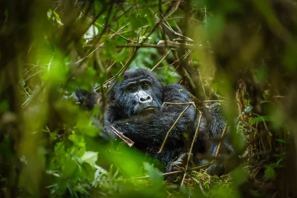 乌干达Bwindi Inenetrable森林国家公园山地大猩猩 Gorilla Beringei Beringei 的画像 — 图库照片