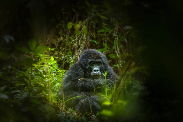 乌干达Bwindi Inenetrable森林国家公园山地大猩猩 Gorilla Beringei Beringei 的画像 — 图库照片