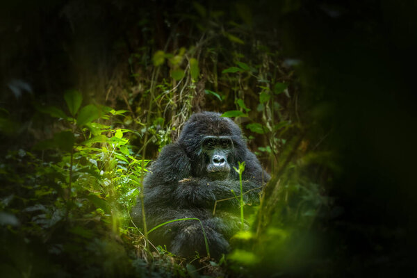 Portrait of a mountain gorilla (Gorilla beringei beringei), Bwindi Impenetrable Forest National Park, Uganda.