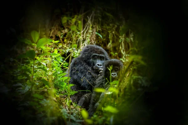 乌干达Bwindi Inenetrable森林国家公园山地大猩猩 Gorilla Beringei Beringei 的画像 — 图库照片