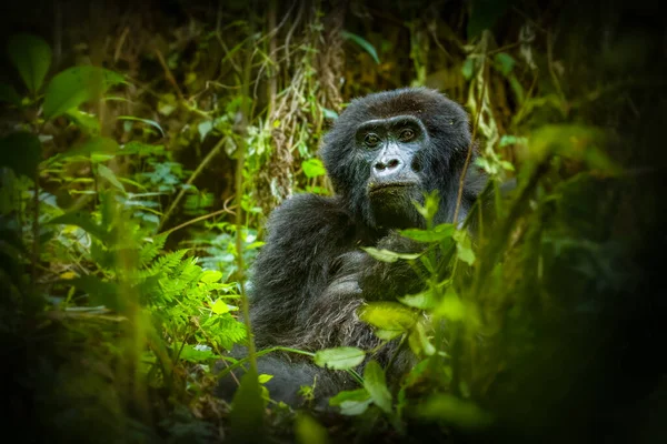 乌干达Bwindi Inenetrable森林国家公园山地大猩猩 Gorilla Beringei Beringei 的画像 — 图库照片