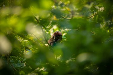 Bir bebek dağ gorili portresi (Gorilla beringei beringei), Bwindi Engellenemez Orman Ulusal Parkı, Uganda.