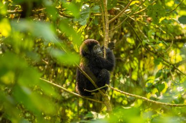 Bir bebek dağ gorili portresi (Gorilla beringei beringei), Bwindi Engellenemez Orman Ulusal Parkı, Uganda.