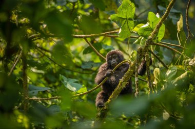 Bir bebek dağ gorili portresi (Gorilla beringei beringei), Bwindi Engellenemez Orman Ulusal Parkı, Uganda.