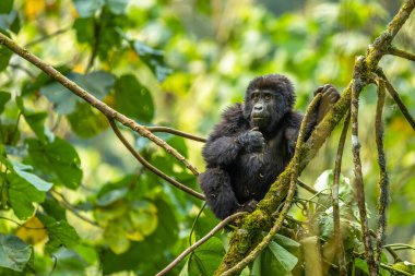 Bir bebek dağ gorili portresi (Gorilla beringei beringei), Bwindi Engellenemez Orman Ulusal Parkı, Uganda.