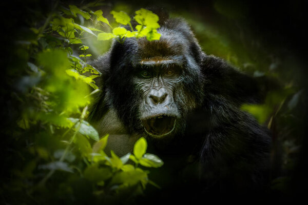 Portrait of a silverback mountain gorilla (Gorilla beringei beringei), Bwindi Impenetrable Forest National Park, Uganda.