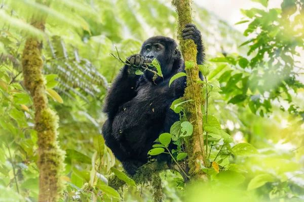 Портрет Маленької Гірської Горили Gorilla Beringei Beringei Національного Парку Бвінді — стокове фото