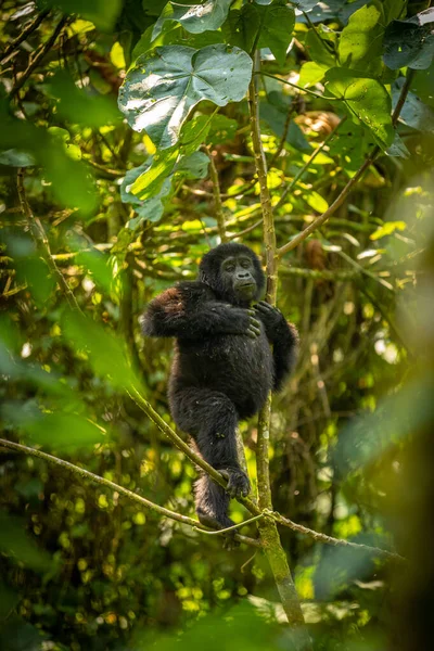 乌干达Bwindi不可穿越森林国家公园的小山大猩猩 Gorilla Beringei Beringei 的画像 — 图库照片