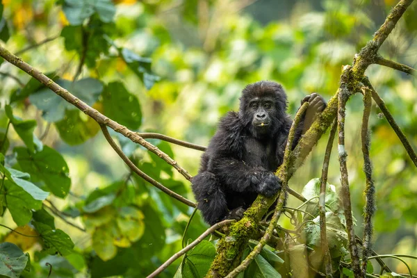 Retrato Gorila Montanha Bebé Gorilla Beringei Beringei Parque Nacional Floresta — Fotografia de Stock