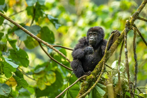 Retrato Gorila Montanha Bebé Gorilla Beringei Beringei Parque Nacional Floresta — Fotografia de Stock