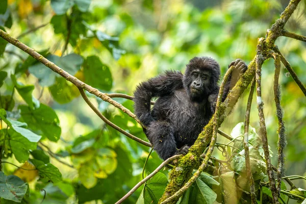 乌干达Bwindi不可穿越森林国家公园的小山大猩猩 Gorilla Beringei Beringei 的画像 — 图库照片