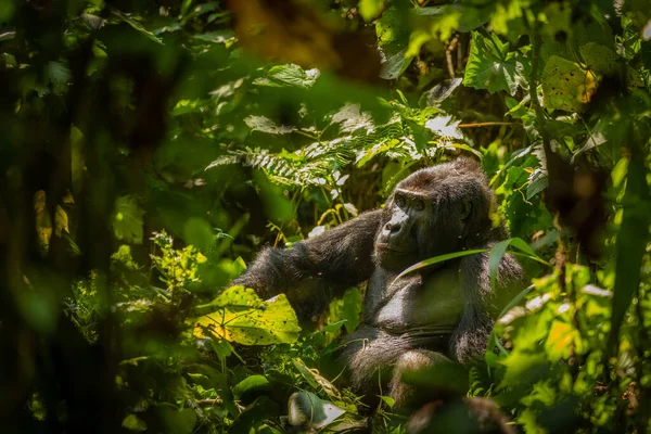 Retrato Gorila Montaña Plateado Gorilla Beringei Beringei Parque Nacional Bosque — Foto de Stock