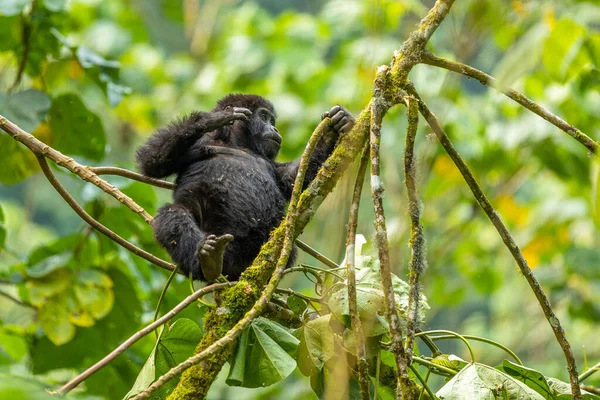 Retrato Gorila Montanha Bebé Gorilla Beringei Beringei Parque Nacional Floresta — Fotografia de Stock