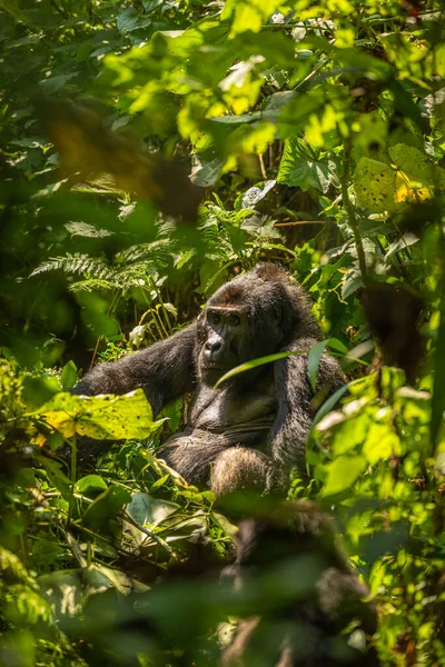 乌干达Bwindi不可穿越森林国家公园银背大猩猩 Gorilla Beringei Beringei 的肖像 — 图库照片
