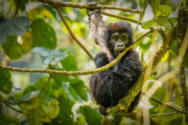 Bir bebek dağ gorili portresi (Gorilla beringei beringei), Bwindi Engellenemez Orman Ulusal Parkı, Uganda.