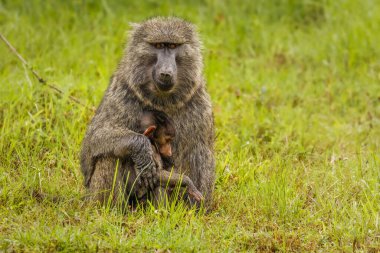 Chacma babunu (Papio ursinus) annesi genç, şirin babun bebeği, Mutanda Gölü, Uganda 'yı kucaklar..