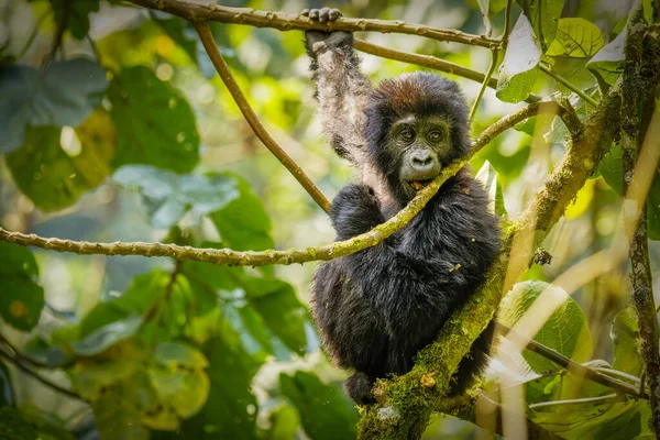 Retrato Bebé Gorila Montaña Gorilla Beringei Beringei Parque Nacional Bosque —  Fotos de Stock