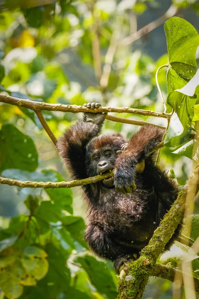 乌干达Bwindi不可穿越森林国家公园的小山大猩猩 Gorilla Beringei Beringei 的画像 — 图库照片