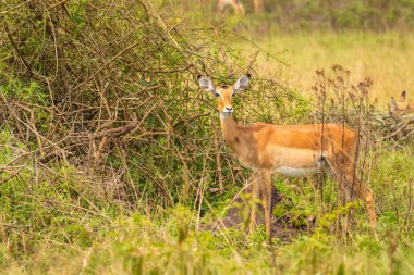Dişi bir impala (Aepyceros melampus) Mburo Gölü Ulusal Parkı, Uganda.