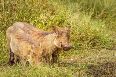 Bir yaban domuzu (Phacochoerus africanus) yemek, Mburo Gölü Ulusal Parkı, Uganda.