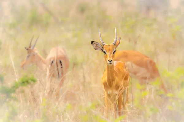 Ein Impala Männchen Aepyceros Melampus Einer Afrikanischen Savanne Lake Mburo — Stockfoto