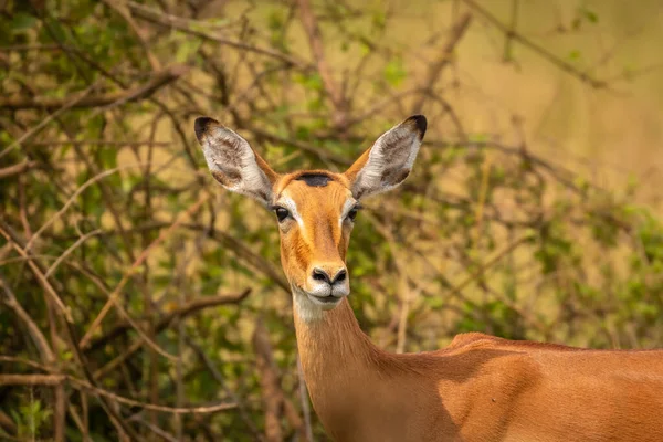 Impala Femmina Aepyceros Melampus Allerta Parco Nazionale Del Lago Mburo — Foto Stock