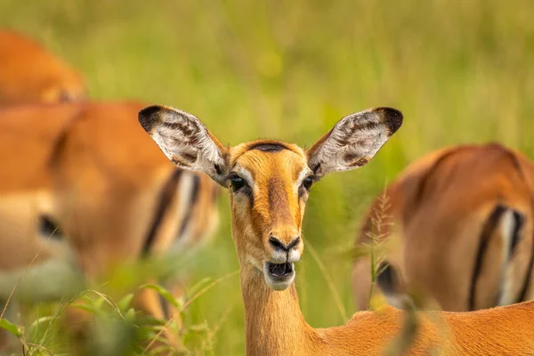 Una Mujer Impala Aepyceros Melampus Mirando Alerta Parque Nacional Lago — Foto de Stock