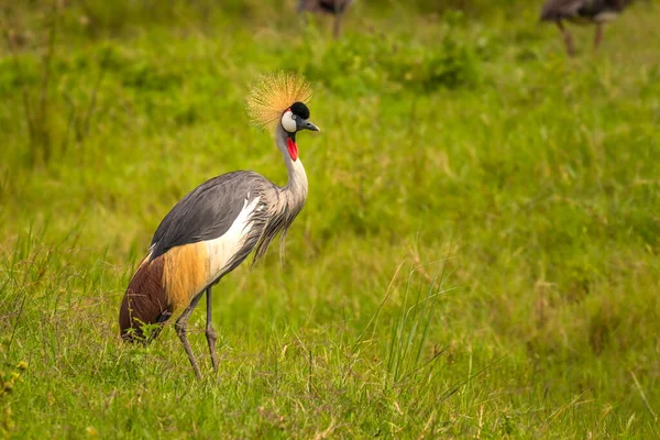 Portret Van Grijze Gekroonde Kraan Balearica Regulorum Afrikaanse Vogel Met — Stockfoto