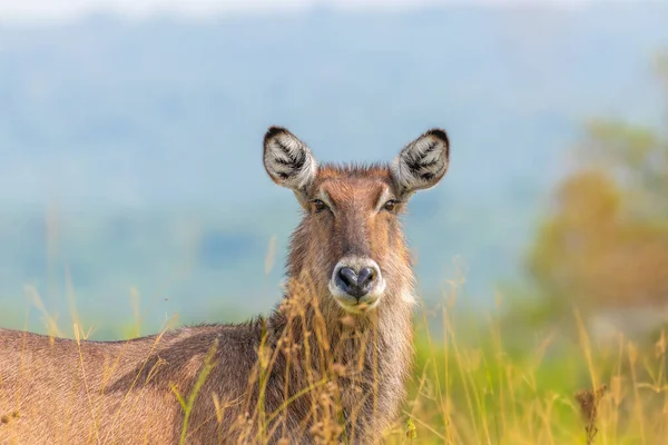 Hembra Defassa Waterbuck Kobus Ellipsiprymnus Defassa Lake Mburo National Park — Foto de Stock