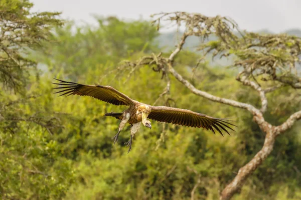 Vliegende Gier Met Witte Rugdekking Gyps Africanus Lake Mburo National — Stockfoto