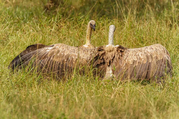 Борьба Двух Белых Стервятников Национальный Парк Лейк Мбуро Уганда — стоковое фото