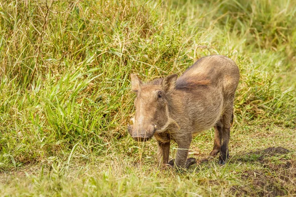 Warthog Phacochoerus Africanus Eating Lake Mburo National Park Uganda — Foto de Stock