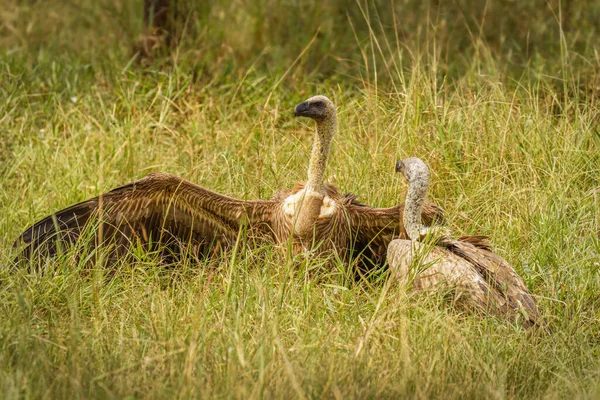 Борьба Двух Белых Стервятников Национальный Парк Лейк Мбуро Уганда — стоковое фото