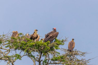 Lappet suratlı akbaba (Torgos tracheliotos) ve beyaz sırtlı akbabalar (Gyps africanus) bir ağaçta, Mburo Gölü Ulusal Parkı, Uganda.