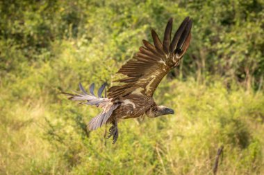Beyaz sırtlı akbaba (Gyps africanus) uçuyor, Mburo Gölü Ulusal Parkı, Uganda.