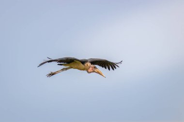 Uçan Marabutlar (Leptoptilos crumeniferus), Mburo Gölü Ulusal Parkı, Uganda.