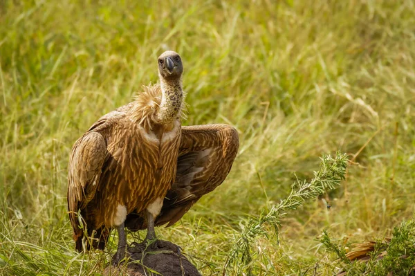 Portret Van Een Gier Met Witte Rugdekking Gyps Africanus Lake — Stockfoto