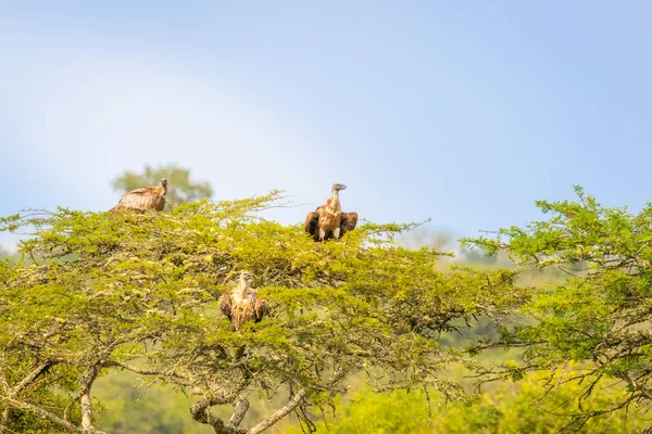 공원에 나무에 독수리 Gyps Africanus — 스톡 사진