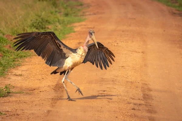 Marabou Ooievaar Leptoptilos Crumeniferus Vliegen Lake Mburo National Park Uganda — Stockfoto