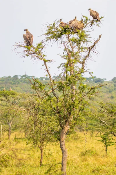 Weißrückengeier Gyps Africanus Einem Baum Lake Mburo National Park Uganda — Stockfoto