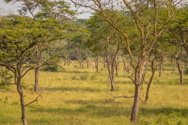 Жираф Ротшильда Giraffa Camelopardalis Rothschildi Стоїть Між Деревами Національний Парк — стокове фото