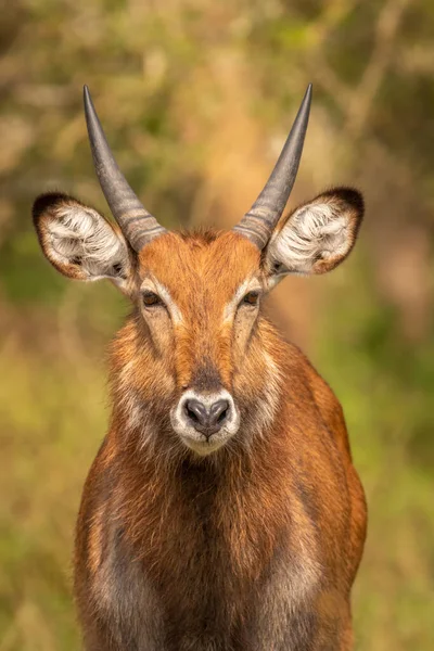 Unga Manliga Defassa Vattenbock Kobus Ellipsiprymnus Defassa Lake Mburo National — Stockfoto