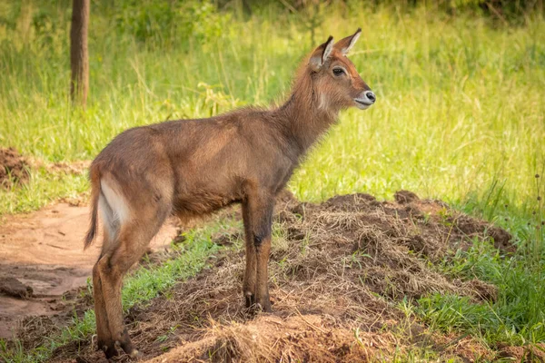 Recém Nascido Defassa Waterbuck Kobus Ellipsiprymnus Defassa Parque Nacional Lago — Fotografia de Stock