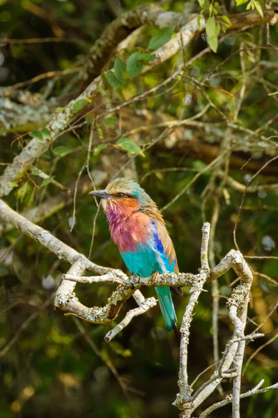 Kolečko Liliovými Prsy Coracias Caudata Národní Park Lake Mburo Uganda — Stock fotografie