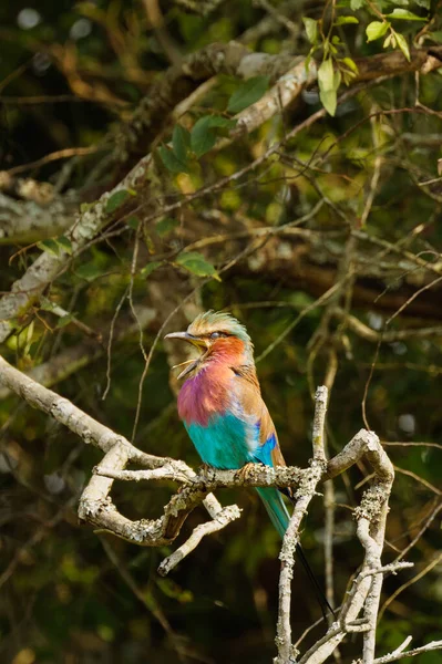 Lilac Prsa Roller Coracias Caudata Dělat Hovor Lake Mburo National — Stock fotografie