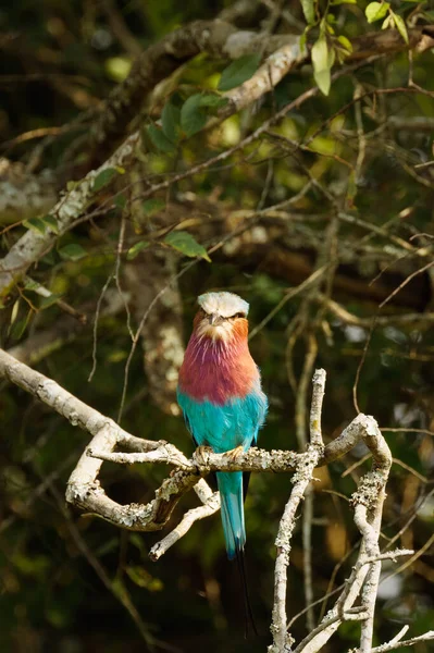 Lilac Breast Roller Coracias Caudata Lake Mburo National Park Uganda — 图库照片