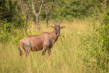 Mburo Gölü Ulusal Parkı, Uganda 'da erkek Topi (Damaliscus lunatus) arama uyarısı.